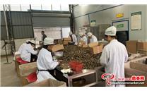 四川省巴中市羊肚菌首次实现自营出口 进一步推动食用菌产品出口市场多元化进程