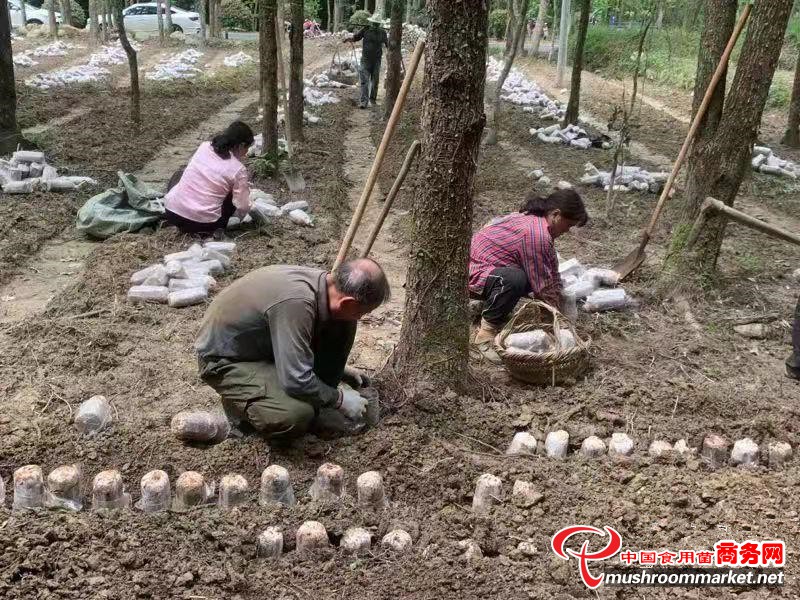 江西省武宁县：发展食用菌产业 成为乡村振兴基地