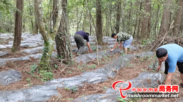 贵州印江县：发展林下经济 绿水青山变金山银山