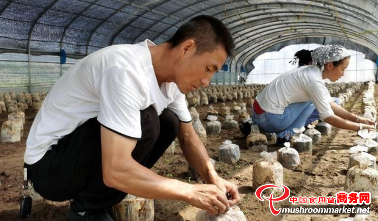 甘肃省张家川县：灵芝“住”进大棚 成为致富“灵药”