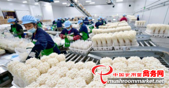 江苏泗阳：食用菌工厂化产业兴旺发展