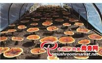 上海市农科院灵芝科研一直走在国内前沿 培育优良菌种