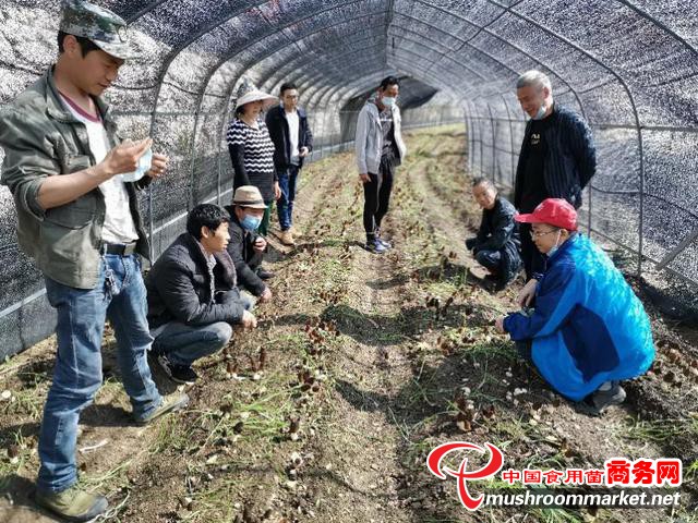 四川省农业科学院助推羊肚菌先进科技成果加速转化 助力乡村振兴