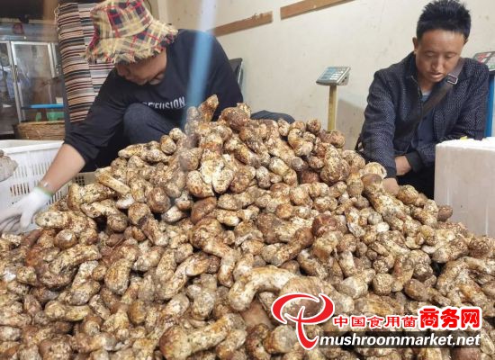 四川省甘孜州“松茸季”线上销售火爆 今年每斤均价上涨60元