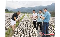 辽宁省庄河市步云山村：小小黑木耳变身“招财耳” 确保实现乡村振兴有效衔接