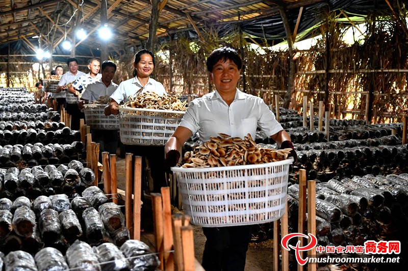 江西省万年县：因地制宜发展特色产业 茶树菇迎来上市旺季