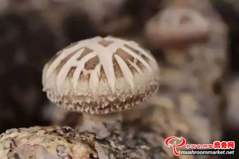 河南省卢氏县：香菇产业成为农民增收的主渠道