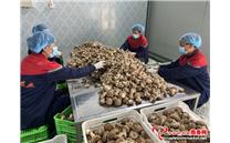 陕西省铜川市耀州区：全产业链向产业集群发展 小香菇托起群众致富梦