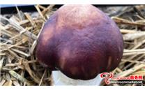湖北省“水稻-大球盖菇”轮作栽培技术规程地方标准出台 增收不走弯路