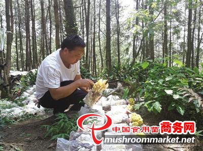 贵州省六枝特区月亮河乡发展林下食用菌产业园 带动产业兴旺