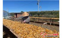 河北省平泉市北五十家子镇：发展现代滑子菇农业产业 助力乡村振兴