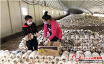 内蒙古乌兰察布市：蘑菇品质高 鼓起农民钱袋子