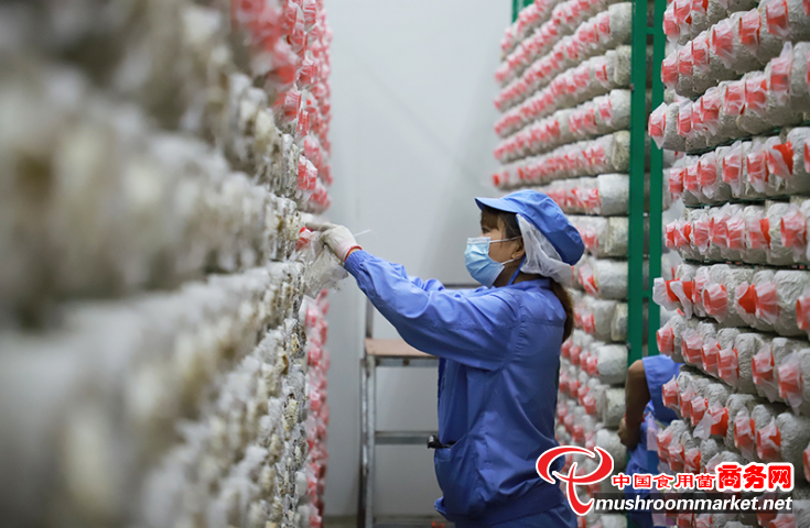 贵州浩润臻源食品有限公司推进秀珍菇全流程工厂化、标准化生产