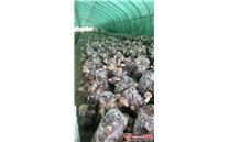 河南省周口市：爱心企业助销滞销香菇万余斤