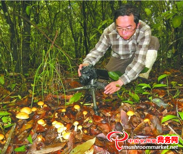 中国科学院研究员杨祝良：与“菌”共舞的“蘑菇先生”