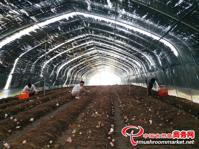 贵州省安龙县：发展红托竹荪种植产业 助农增收