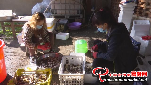 贵州省毕节市林口镇：赤松茸喜获丰收 陆续上市销售