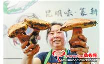 云南省：保护野生食用菌资源 实现生态与经济双赢