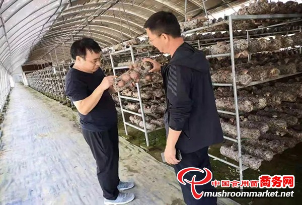 山西省广灵县：校地合作推动食用菌产业高质量发展