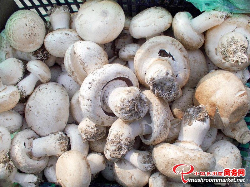齐齐哈尔市共和镇双孢菇撑起农民“致富伞”