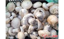 齐齐哈尔市共和镇双孢菇撑起农民“致富伞”