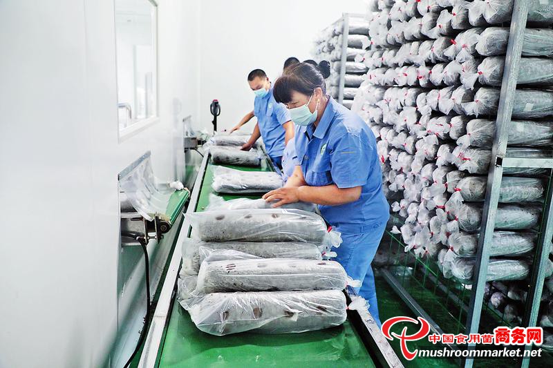 陕西省商南县：因地制宜打造食用菌产业 提供就业务工机会
