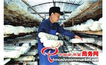 贵州省三都县：食用菌产业助增收 壮大村集体经济