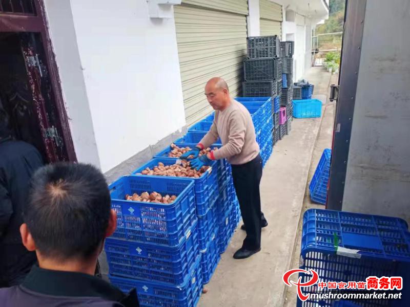 湖北省竹山县供销社助力香菇产业发展