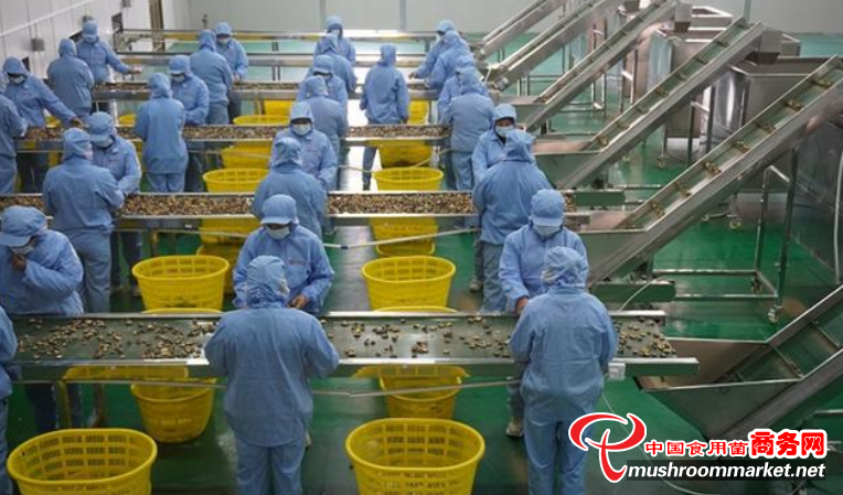 贵州省碧江区：积极开拓食用菌产业 撑起“致富伞”