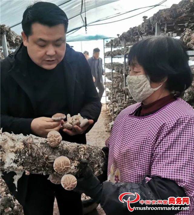 陕西省扶风县马家村：小香菇大“钱”景 吸引八方种植户