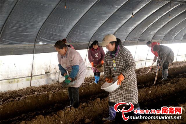 贵州省百里杜鹃沙厂乡：种植羊肚菌 为乡村振兴提供绿色动力