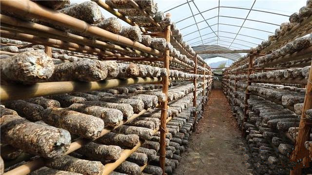 湖南省道县：“香菇产业”红了自己 富了村民