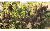 湖北省房县出台五项硬措施扶持羊肚菌产业发展 种植面积逾九千亩