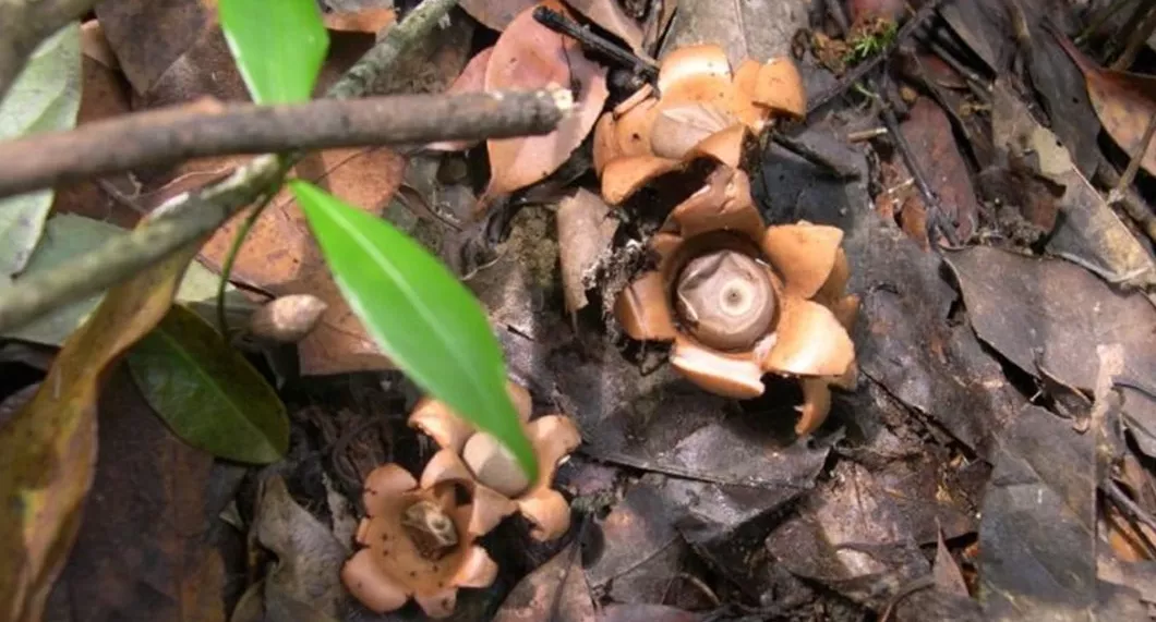 全球超级稀有的蘑菇品种——木生地星