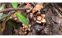全球超级稀有的蘑菇品种——木生地星