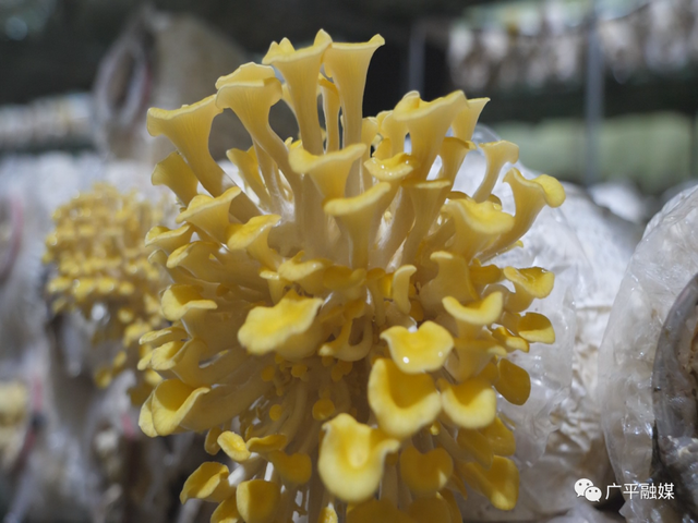 河北省广平县种植榆黄蘑 助推乡村振兴