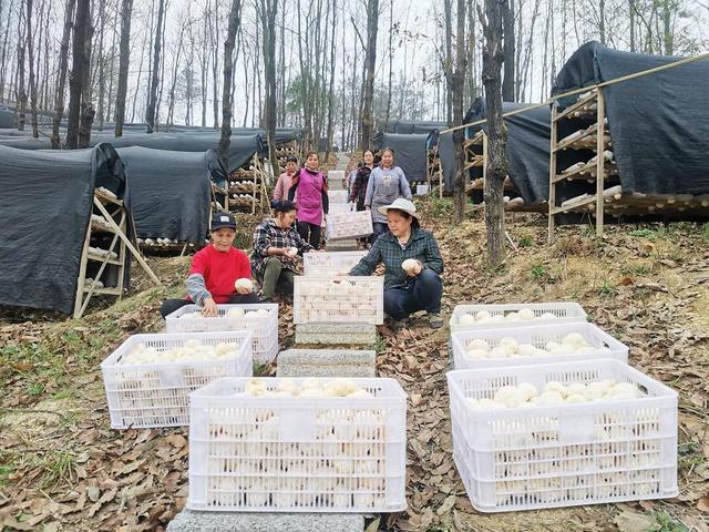 贵州省三穗县款场乡520亩猴头菇获丰收