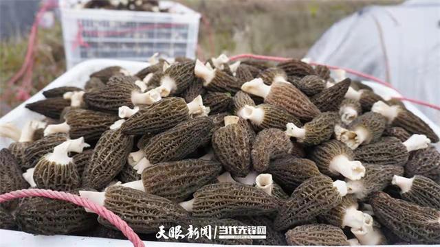 贵州龙泉农业生物科技有限公司：秋种春收 早春羊肚菌采摘正忙碌
