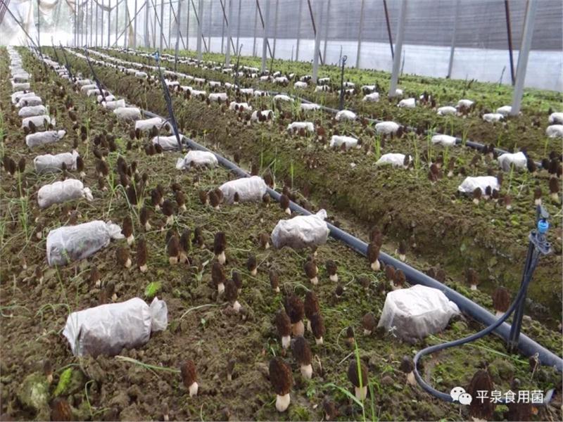 平泉大步发展羊肚菌， 已签种植合同500亩！