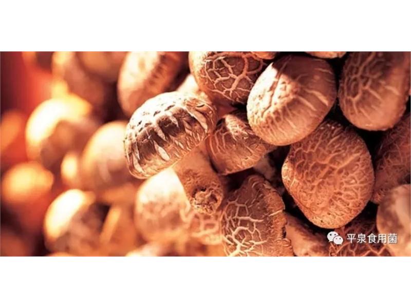 “平泉香菇”荣获中国特色农产品优势区品牌称