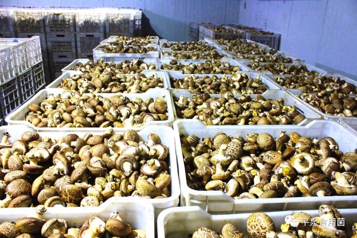 “平泉香菇”登上中国特色农产品优势区第一榜